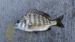 Acanthopagrus schlegelii