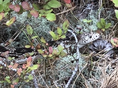 Pituophis melanoleucus melanoleucus