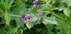 Solanum dulcamara