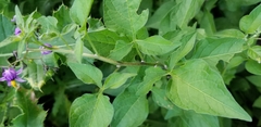 Solanum dulcamara
