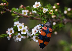 Castiarina crenata