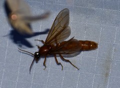 Labidus coecus