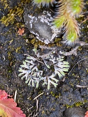 Ricciaceae