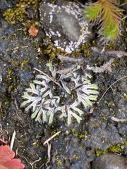 Ricciaceae
