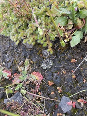 Ricciaceae