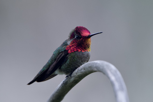 Anna's Hummingbird photographed in California