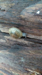 Zonitidae