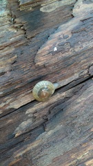 Zonitidae