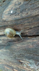 Zonitidae