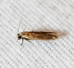 Phaeoses sabinella