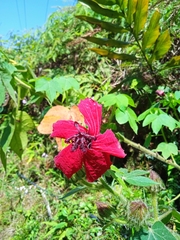 Hibiscus uncinellus