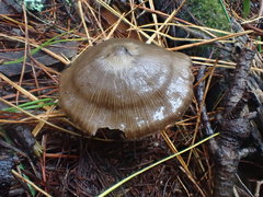 Entoloma conferendum