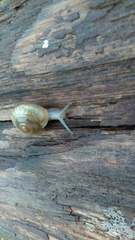 Zonitidae