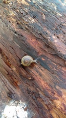 Zonitidae