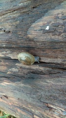 Zonitidae