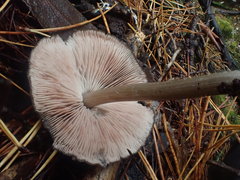 Entoloma conferendum