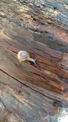 Zonitidae