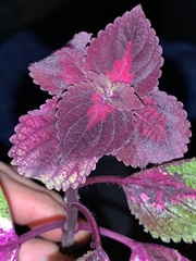 Coleus scutellarioides