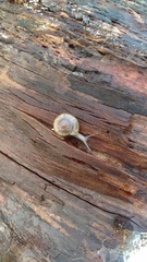 Zonitidae