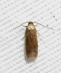 Phaeoses sabinella