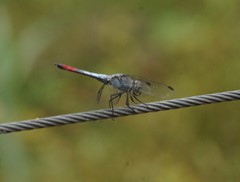 Notolibellula bicolor