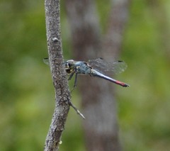 Notolibellula bicolor
