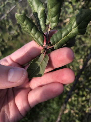 Coast Live × Interior Live Oak