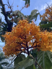 Saraca