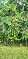 Diospyros argentea