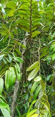 Diospyros argentea