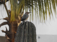 Melanerpes uropygialis