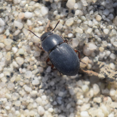 Notibius puberulus