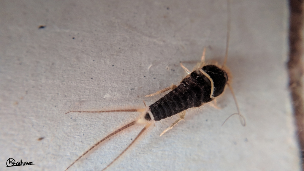 Acrotelsa collaris