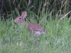 Sylvilagus floridanus