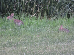 Sylvilagus floridanus
