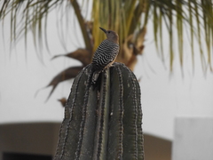 Melanerpes uropygialis