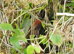 Cantorchilus nigricapillus