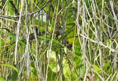 Cantorchilus nigricapillus