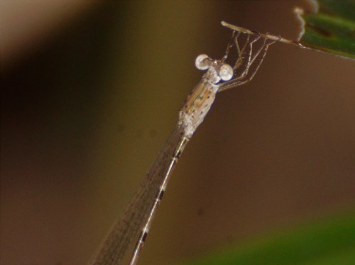 Indolestes alleni