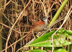 Cantorchilus nigricapillus