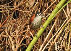 Cantorchilus nigricapillus