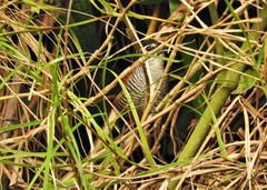 Cantorchilus nigricapillus