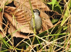 Cantorchilus nigricapillus