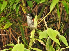 Cantorchilus nigricapillus