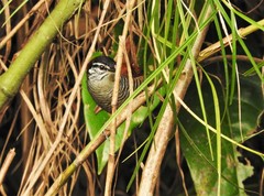 Cantorchilus nigricapillus