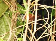 Cantorchilus nigricapillus