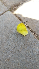 Eurema mandarina