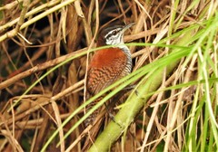 Cantorchilus nigricapillus