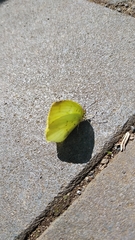 Eurema mandarina