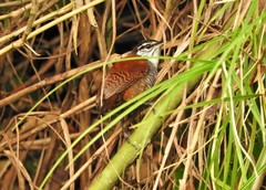 Cantorchilus nigricapillus